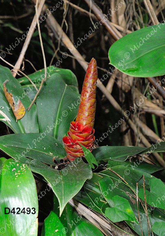 Spiral Ginger (Costus scaber)